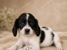 Cavacockpoo pups ready to go now!