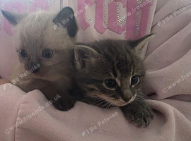 Half forest cat kittens