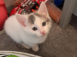 fluffy playful kittens