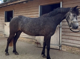 Grey Connemara mare