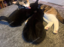 Adorable kittens looking for love homes