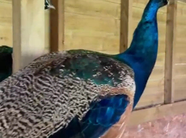 3x Male Peacocks available