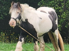 Prinny 13hh mare