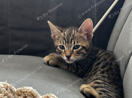 Kitten (male)