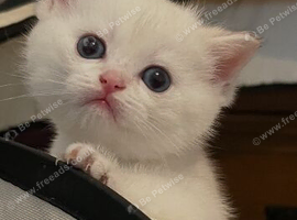 Pedigree British shorthair