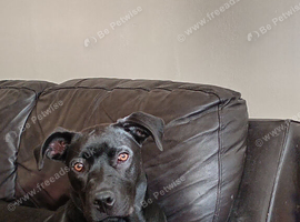 Rehoming