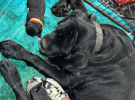 Black Girl Daniff Puppies. Great Dane x Mastiff