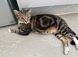 Kittens due in 2-3 weeks (please read advert)