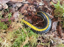 Avatar Millipedes