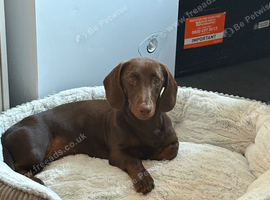 Female dachshund