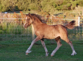 Welsh d filly