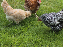 3 Chickens
