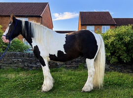 Luca is a 4 year old traditional cob gelding