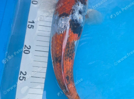 Japanese Koi