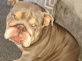 British bull dog