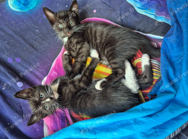 Equite 4 Baby Girls Maine Coon x Siamese
