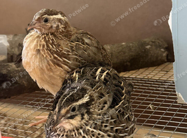 couternix quail pair