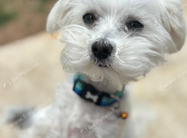 Maltese x bichon