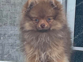 Adorable Pomeranian Puppies