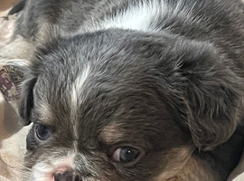 Fluffy French bulldog puppies READY NOW