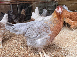 Blue Partridge