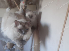 Ragdoll kittens