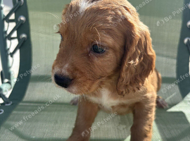 Cocker spaniel male puppie
