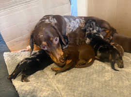 Miniature dachshund pups