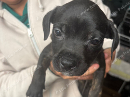 2 beautiful staffy pups