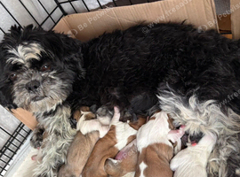 Shih Tzu puppies