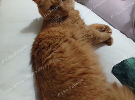 Orange Jaffa Cat