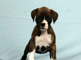 Boxer Puppies