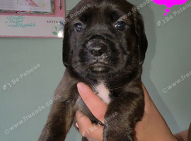 Boxer X puppies (kc reg parents)