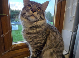 Pure breed main coon male