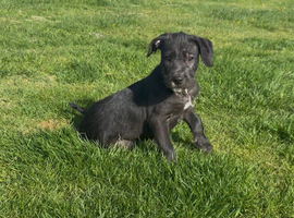 Lurcher pups