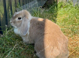 Tan and Grey Female Mini Lop