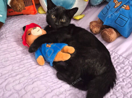 7 months old kitten