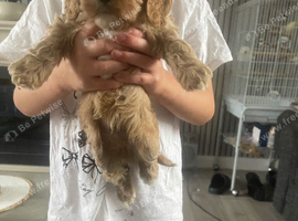 Cavapoos for sale