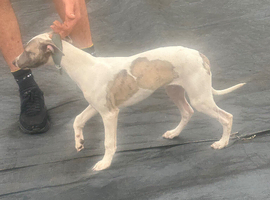 Whippet