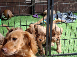 Stunning red F1 Cockapoo puppies
