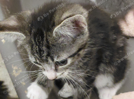 Lovely kittens ready to go
