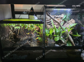2x Established mourning gekko colony