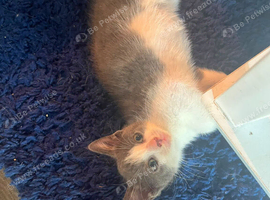 2 kittens for sale