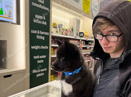 Siberian Husky Puppy &ndash; Midnight &ndash; Ready for His Forever Home