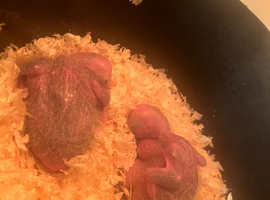 CUDDLY BABY YELLOW CROWNED AMAZON PARROTS