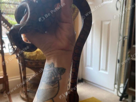 Female Brazilian rainbow boa snake 2 1/2 years old