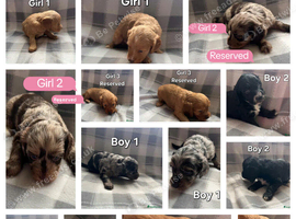 x1 Girl & x4 Boys Available - Cockapoo Puppies