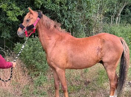 Menedh all about Ace- potential Bsja/hoys pony