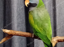Derbyan male parrott REDUCED will sell bird on own if required