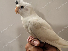 Handreared Tame Baby Cockatiel and Young Adult Male